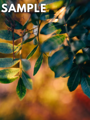 Lensbaby Spark Sample